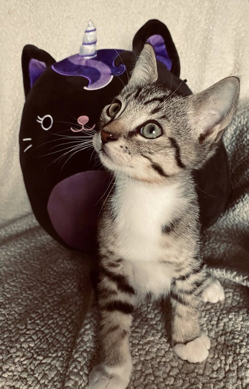 RAGNAR 2 - Domestic Short Hair available for adoption
