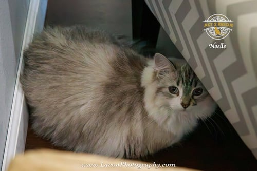 NOELLE - Himalayan available for adoption