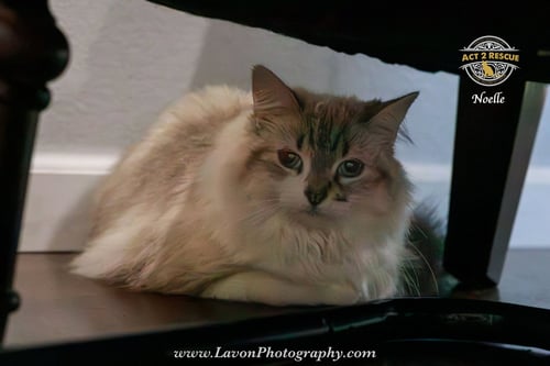 NOELLE - Himalayan available for adoption
