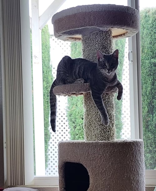 RIVER 2 - Domestic Short Hair available for adoption