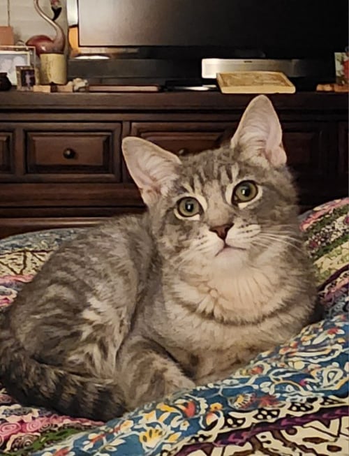 RIVER 2 - Domestic Short Hair available for adoption