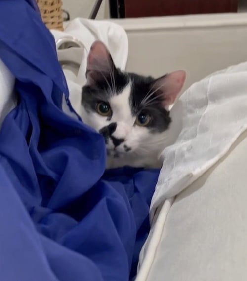 JULES - Domestic Short Hair available for adoption
