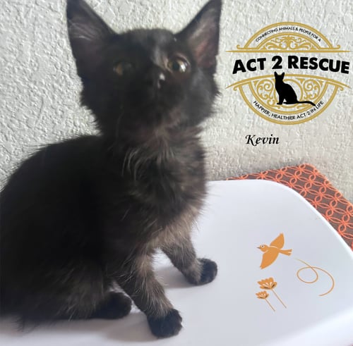 KEVIN 3 - Domestic Short Hair available for adoption