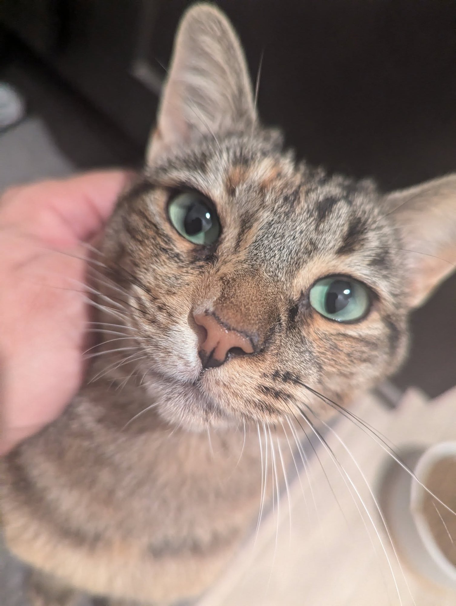 CINNAMON 2 - Domestic Short Hair available for adoption