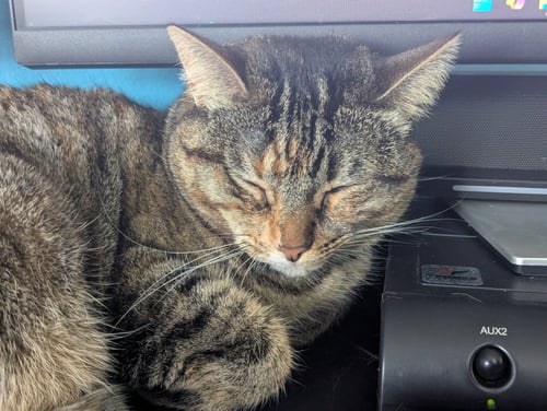 CINNAMON 2 - Domestic Short Hair available for adoption