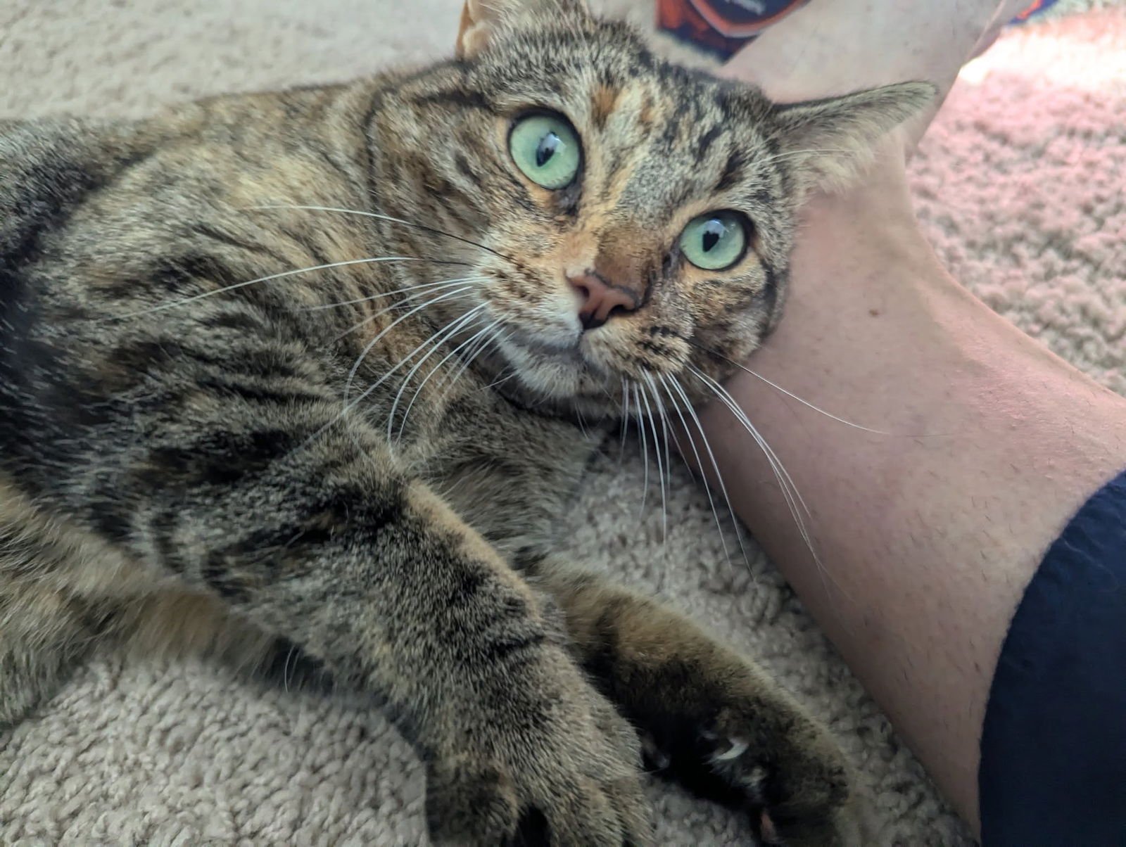 Cinnamon 2 - Photo 4