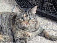 Cinnamon 2 - Photo 3