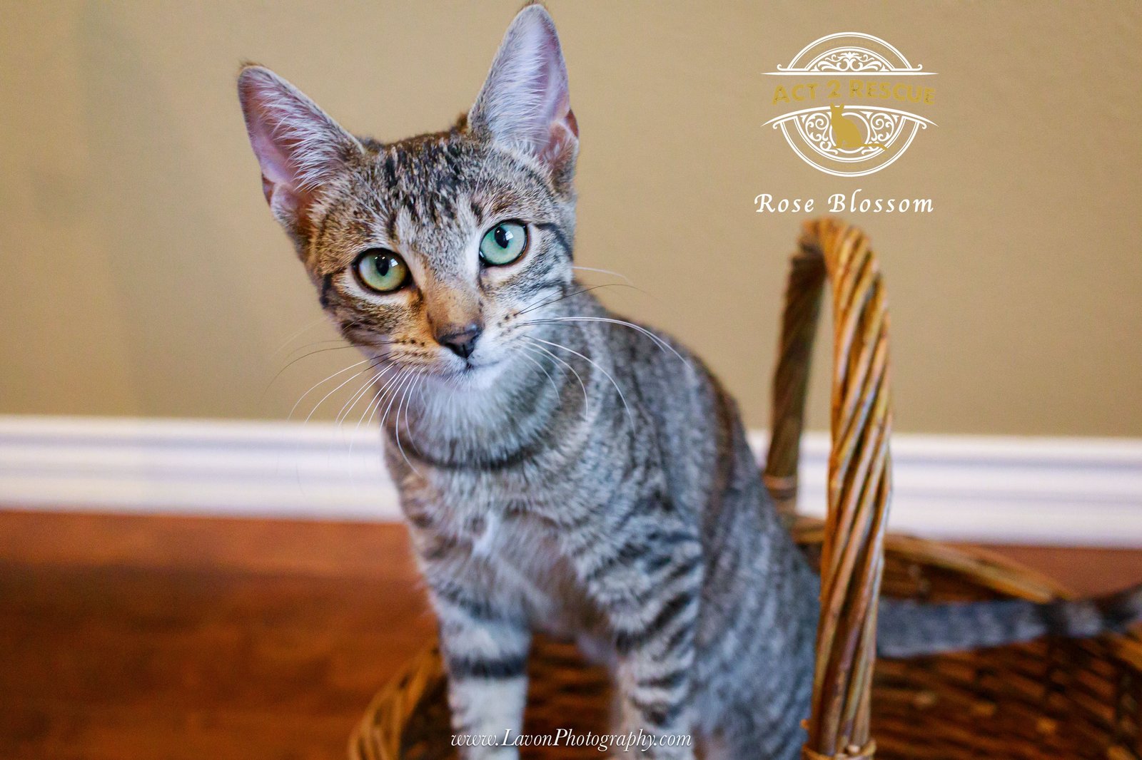 ROSE BLOSSOM - Domestic Short Hair available for adoption