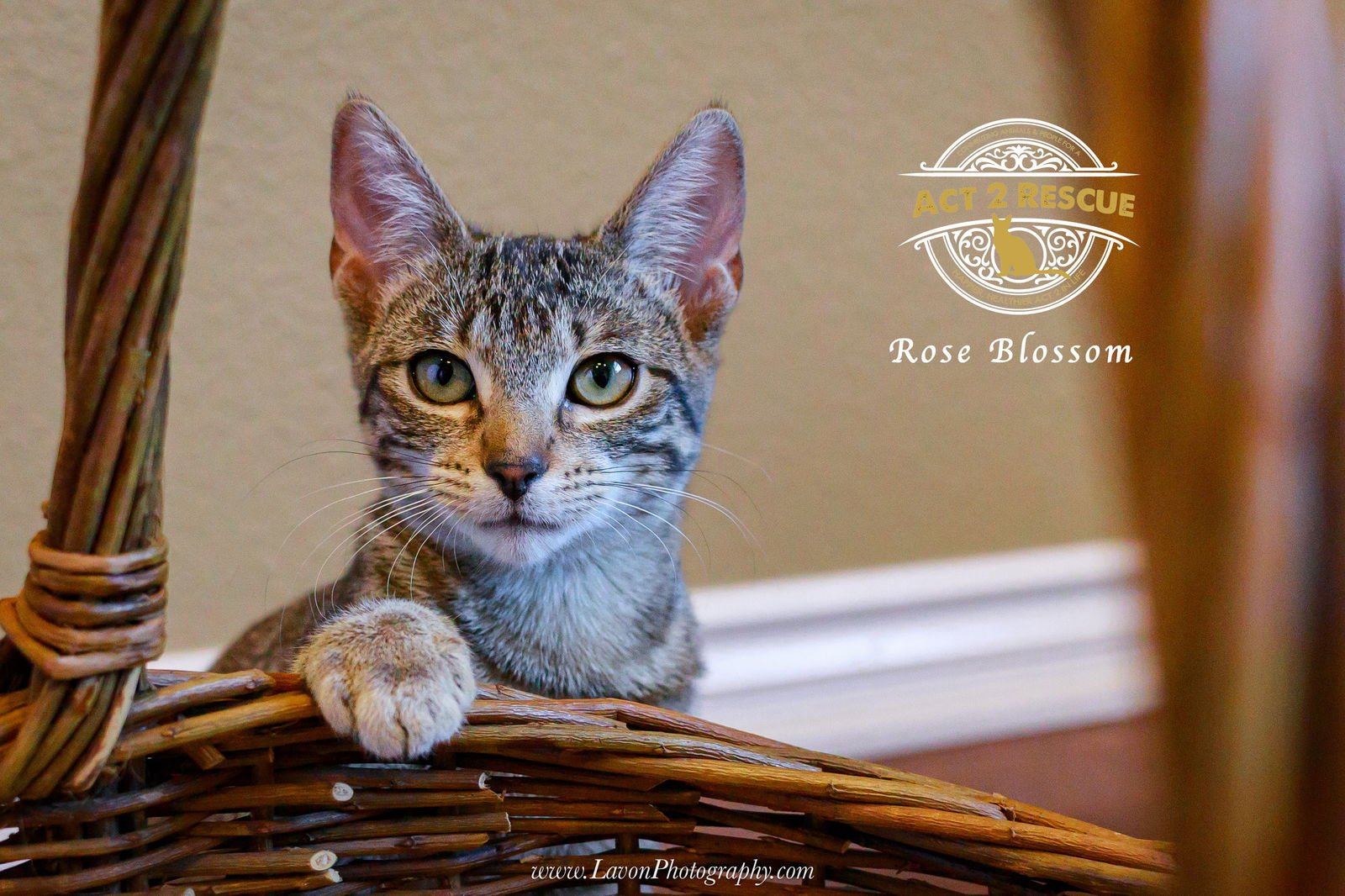 ROSE BLOSSOM - Domestic Short Hair available for adoption