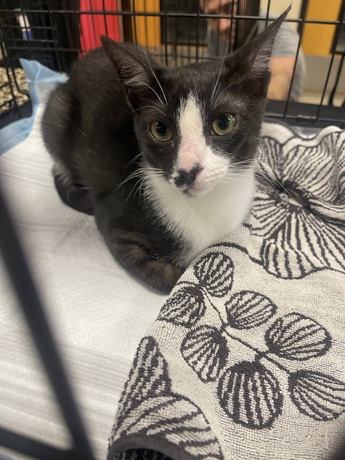 OTHELLO 2 - Domestic Short Hair available for adoption