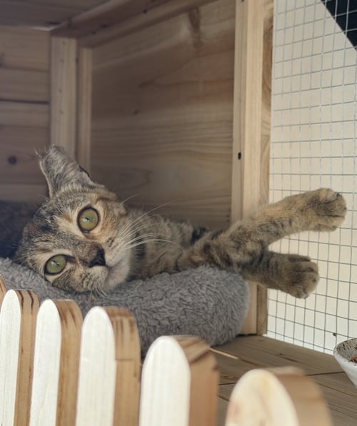 HONEY 2 - Torbie / Domestic Short Hair available for adoption