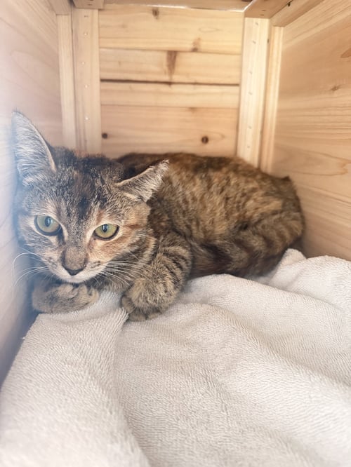 HONEY 2 - Torbie / Domestic Short Hair available for adoption