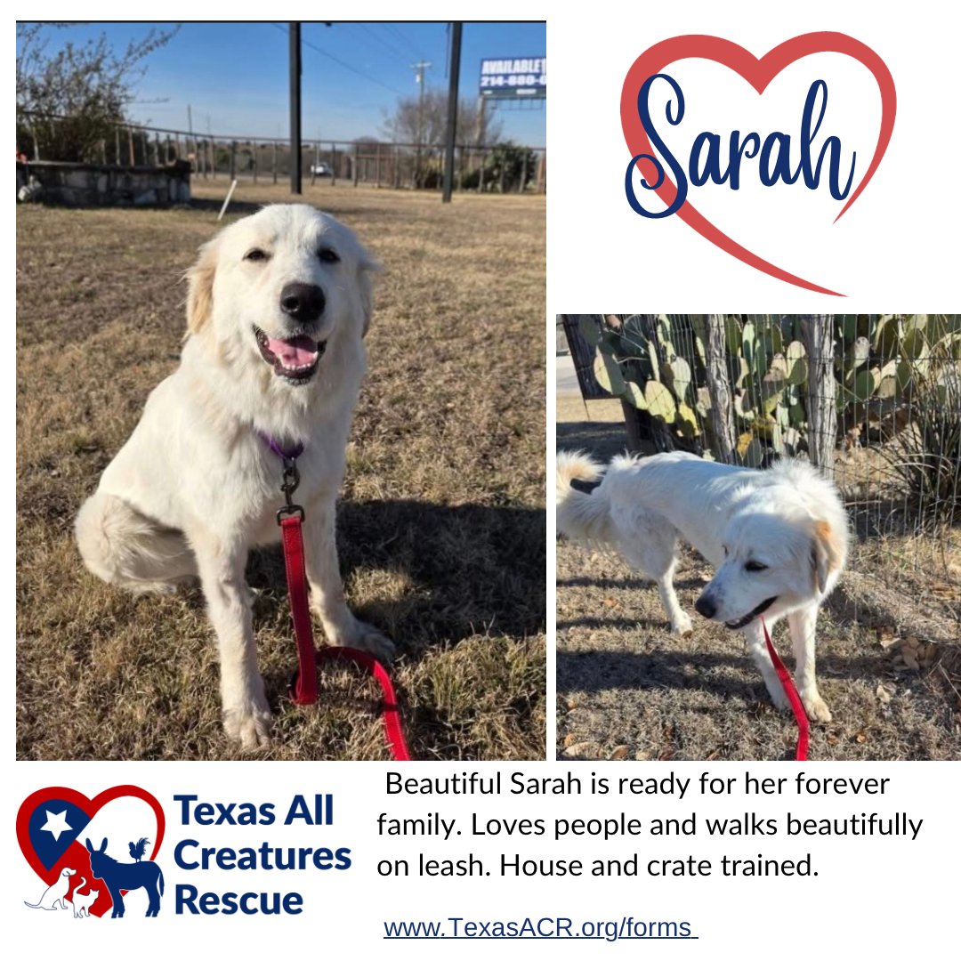 SARAH - Great Pyrenees available for adoption