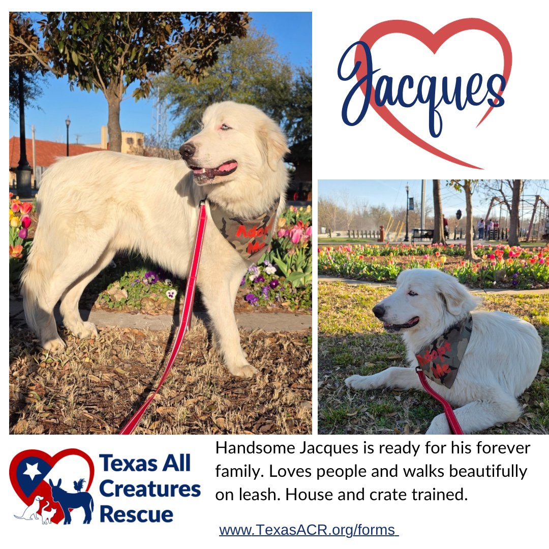 JACQUES - Great Pyrenees available for adoption