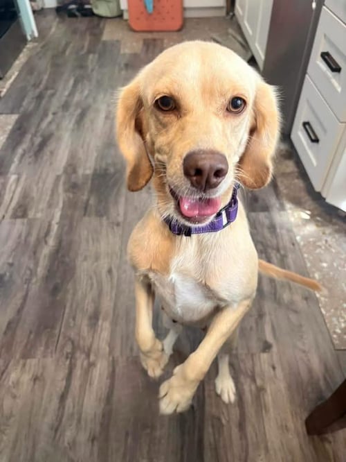 SUNDAE - Cocker Spaniel available for adoption