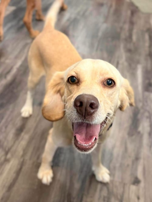 SUNDAE - Cocker Spaniel available for adoption