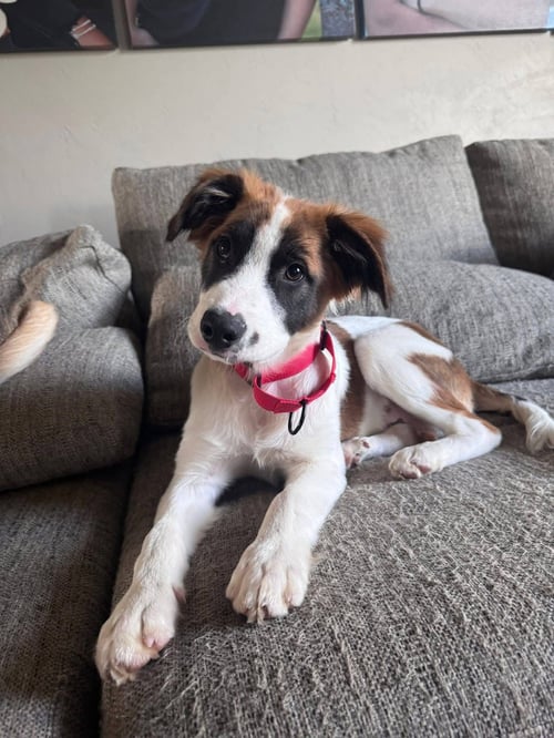 LUDWIG - Terrier available for adoption