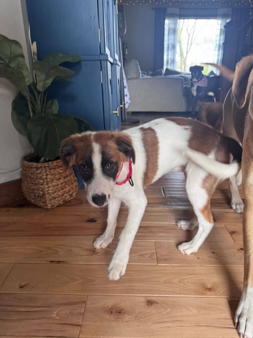 LUDWIG - Terrier available for adoption
