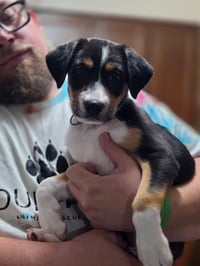 Pippa - Photo 1