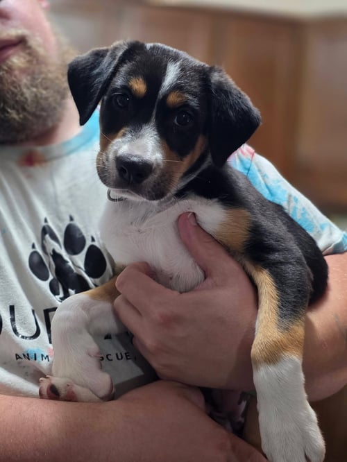 PIPPA - Australian Shepherd available for adoption