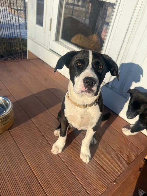 PANDA - Pit Bull Terrier for adoption in Appleton