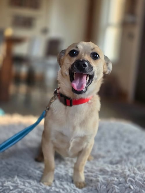 SCOUT - Terrier for adoption in Appleton