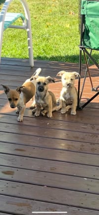 Scout - Photo 4