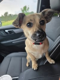Scout - Photo 2