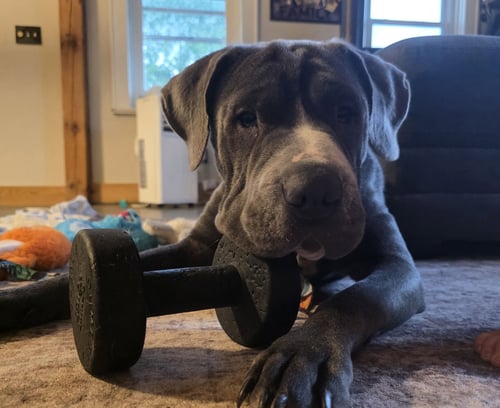 MAE - Mastiff / Shar Pei for adoption in Appleton