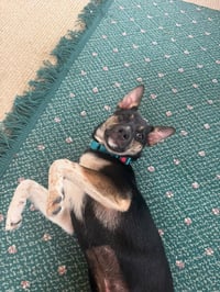 Missy - Photo 2