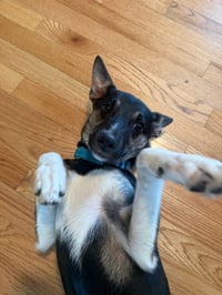 Missy - Photo 4