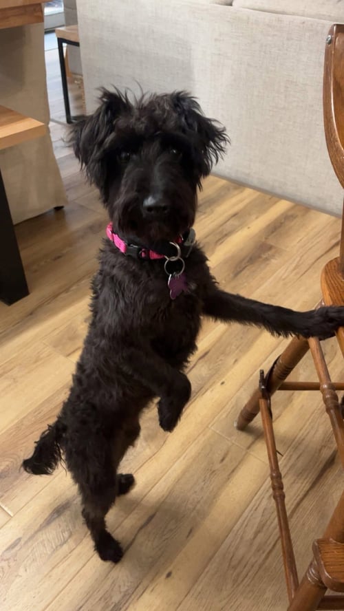 KENDI - Yorkshire Terrier Yorkie / Poodle (Standard) available for adoption