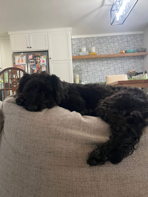 KENDI - Yorkshire Terrier Yorkie / Poodle (Standard) available for adoption