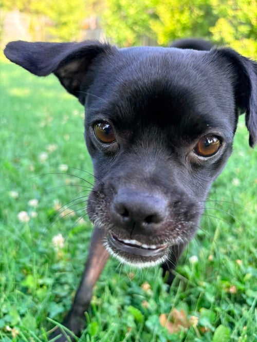 LEON - Pug for adoption in Appleton