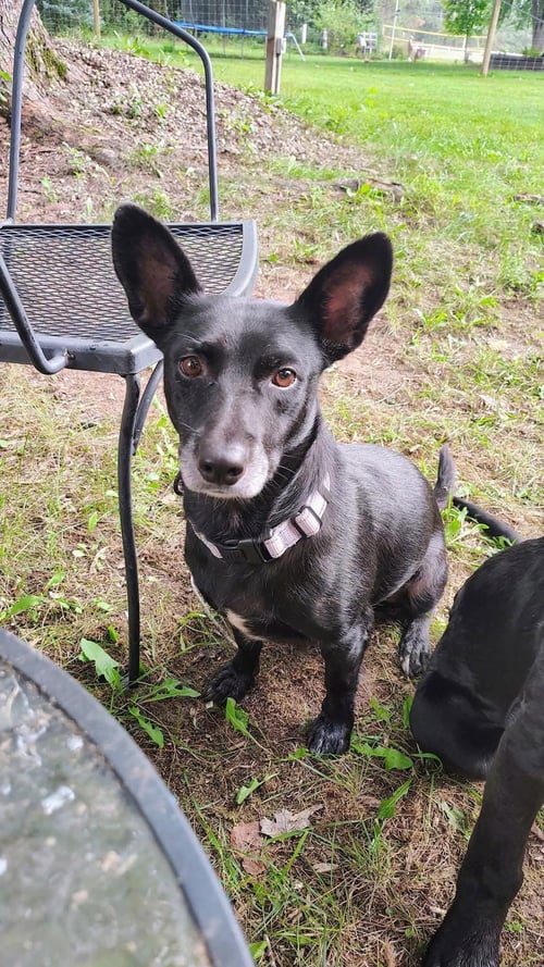 DONNA - Corgi for adoption in Appleton