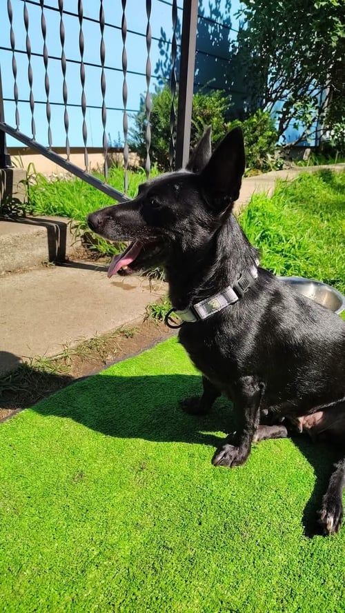 DONNA - Corgi available for adoption