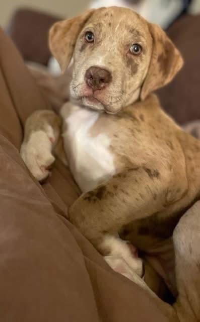 BARLEY - Catahoula Leopard Dog available for adoption