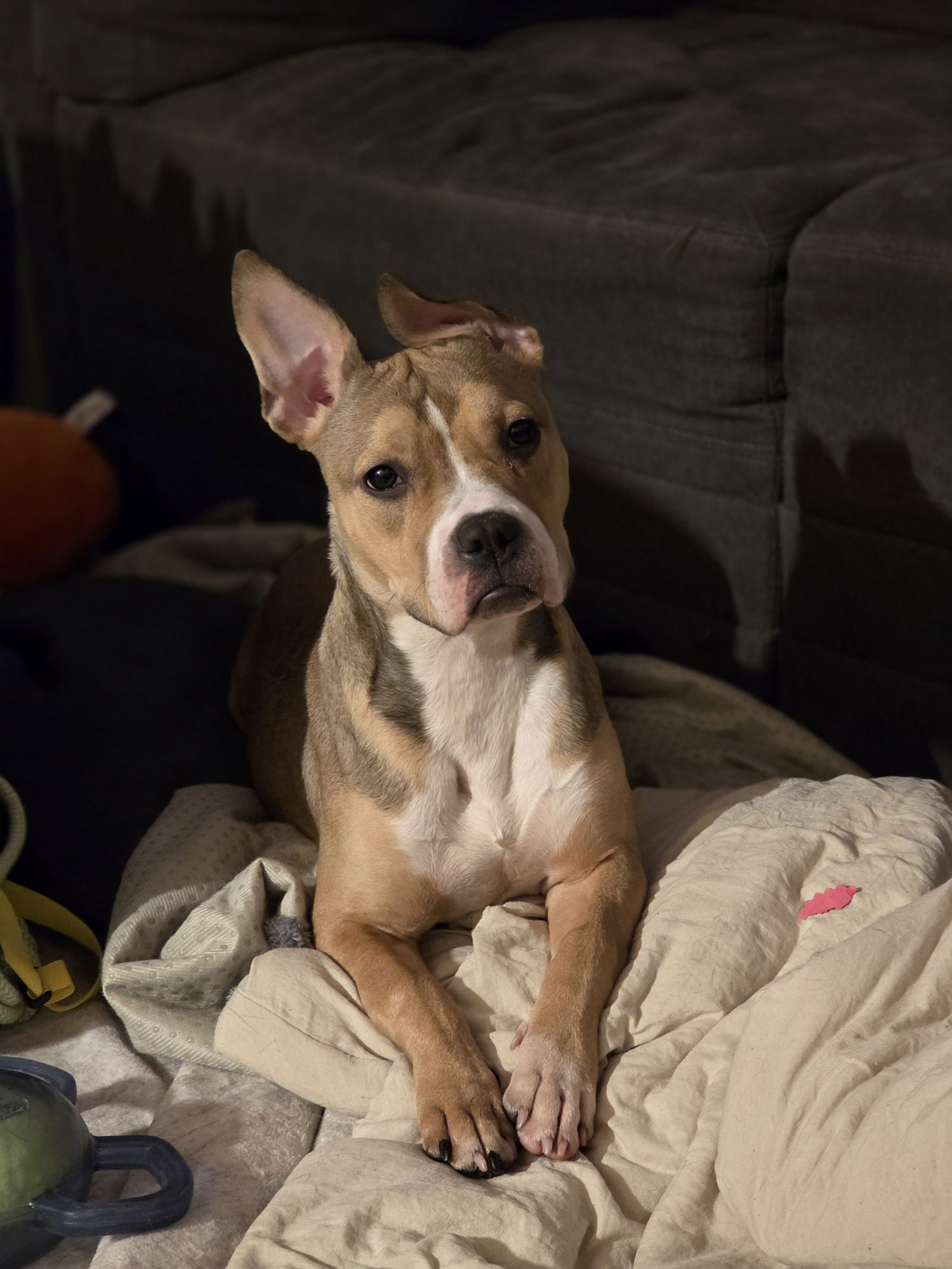 BUBBLES - Terrier available for adoption