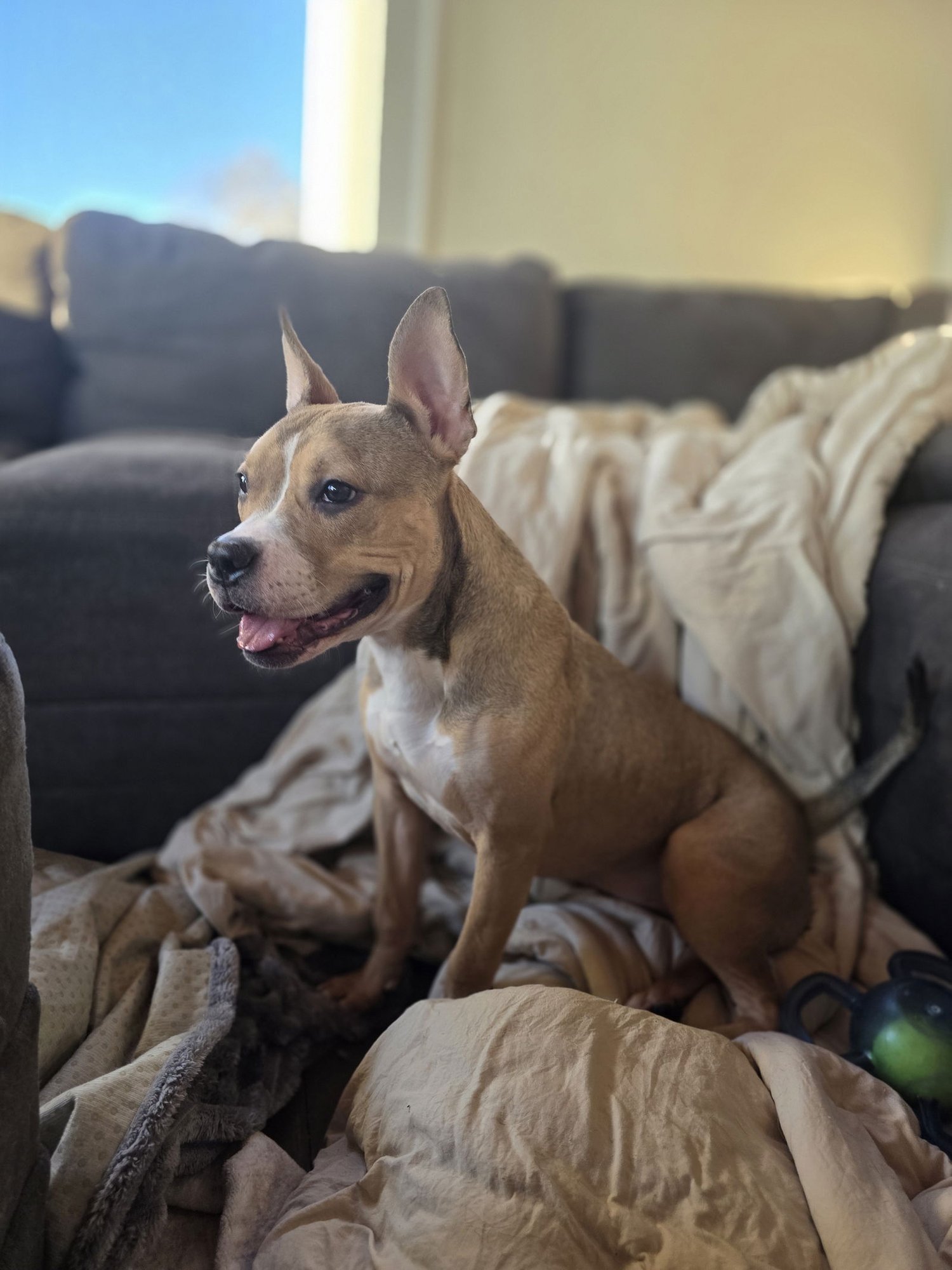 BUBBLES - Terrier available for adoption