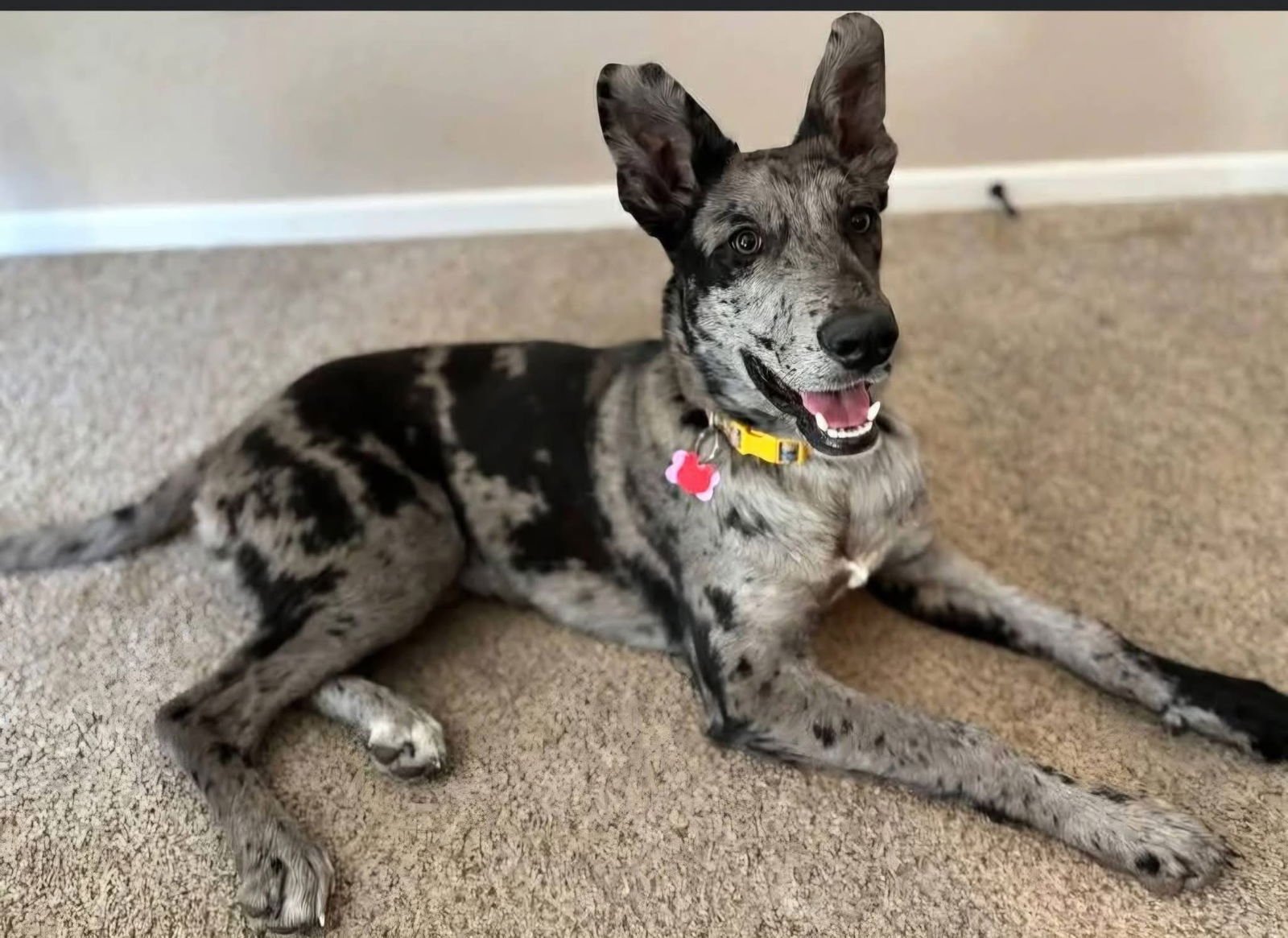 PATTY - Catahoula Leopard Dog for adoption in Appleton