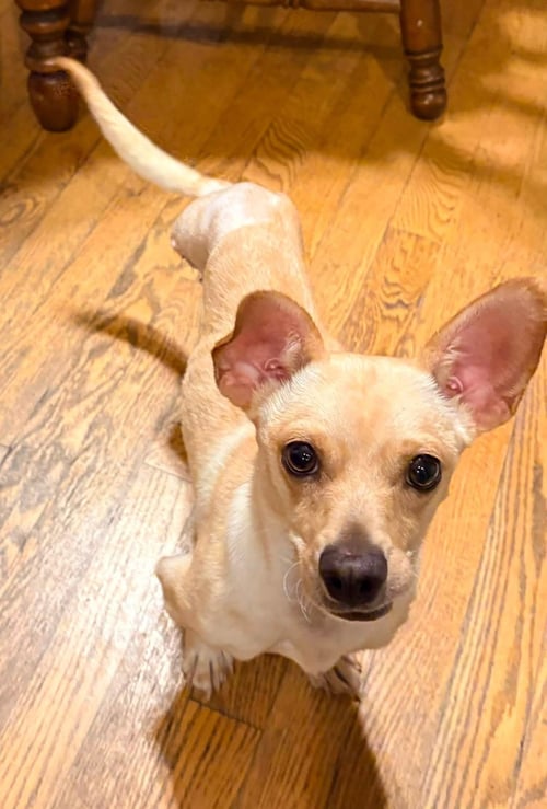 CALVIN - Chihuahua available for adoption