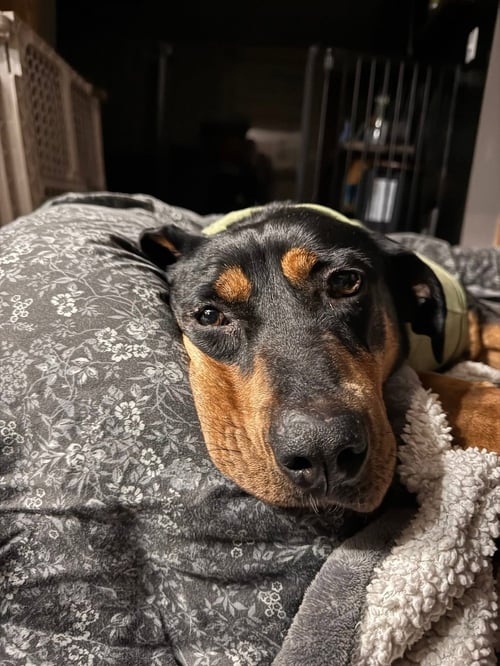SOLASON - Hound available for adoption