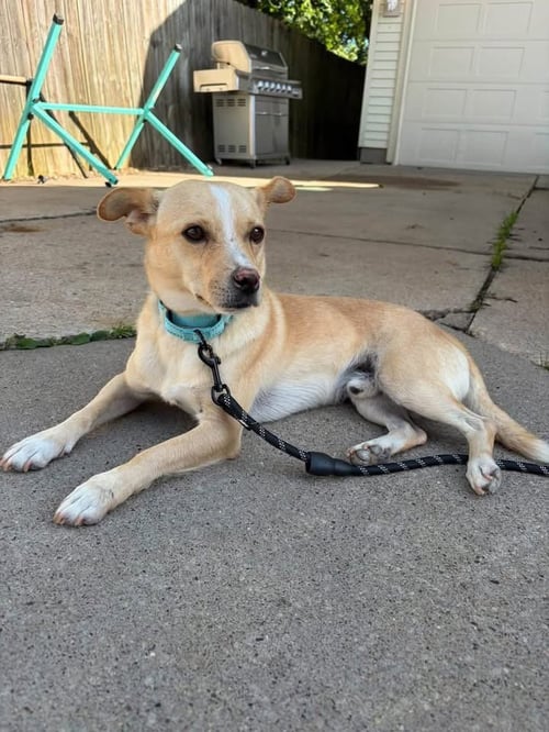 ROWAN - Chihuahua for adoption in Appleton