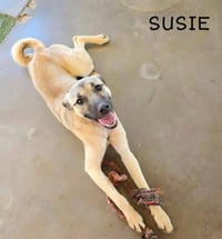 Susie - Photo 1