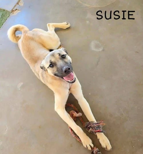 SUSIE - Black Mouth Cur / German Shepherd Dog for adoption in Appleton