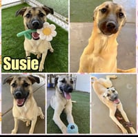 Susie - Photo 2
