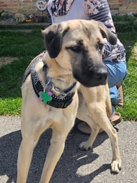 Susie - Photo 5