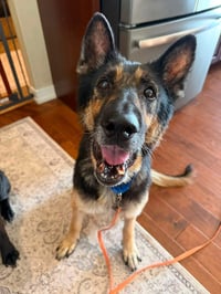 Zeus - Photo 1