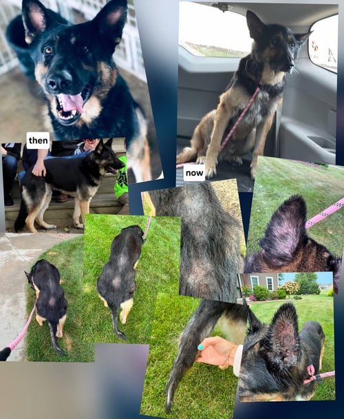 ZEUS - German Shepherd Dog available for adoption
