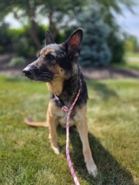 Zeus - Photo 3